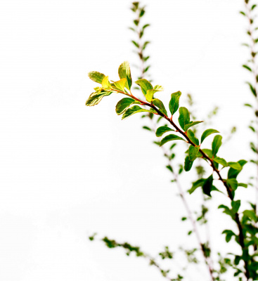 Спирея ниппонская Уайт Карпет (Spiraea nipponica White Carpet), H25-35; C3-2